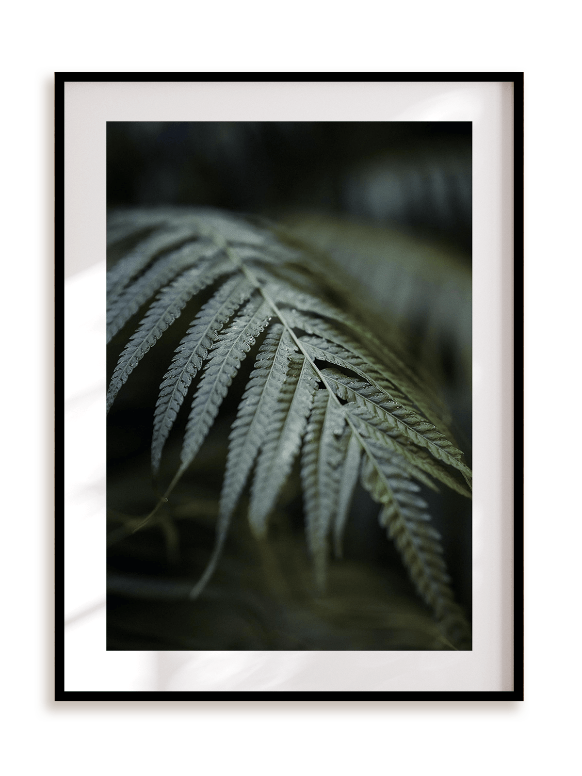 Plakat Ciemna strona paproci w ramie aluminiowej