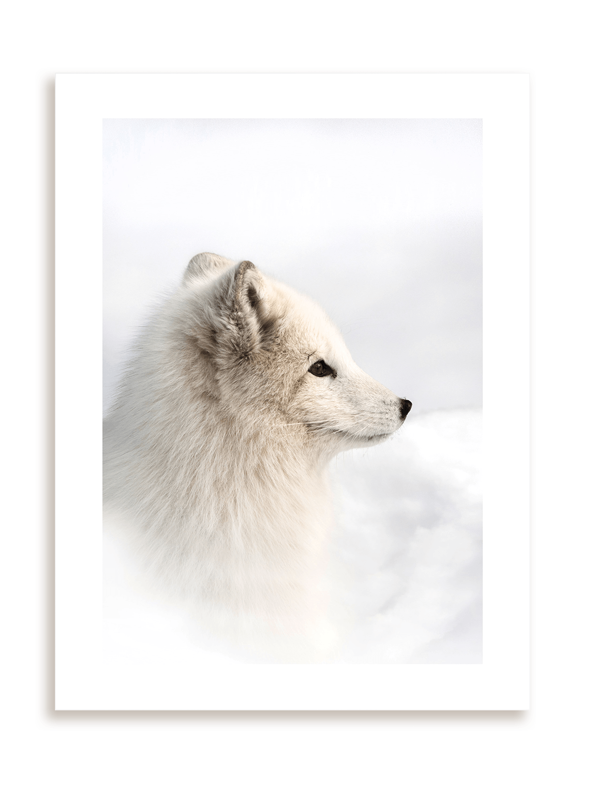 Plakat Lisek polarny bez ramy