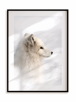 Plakat Lisek polarny w ramie aluminiowej