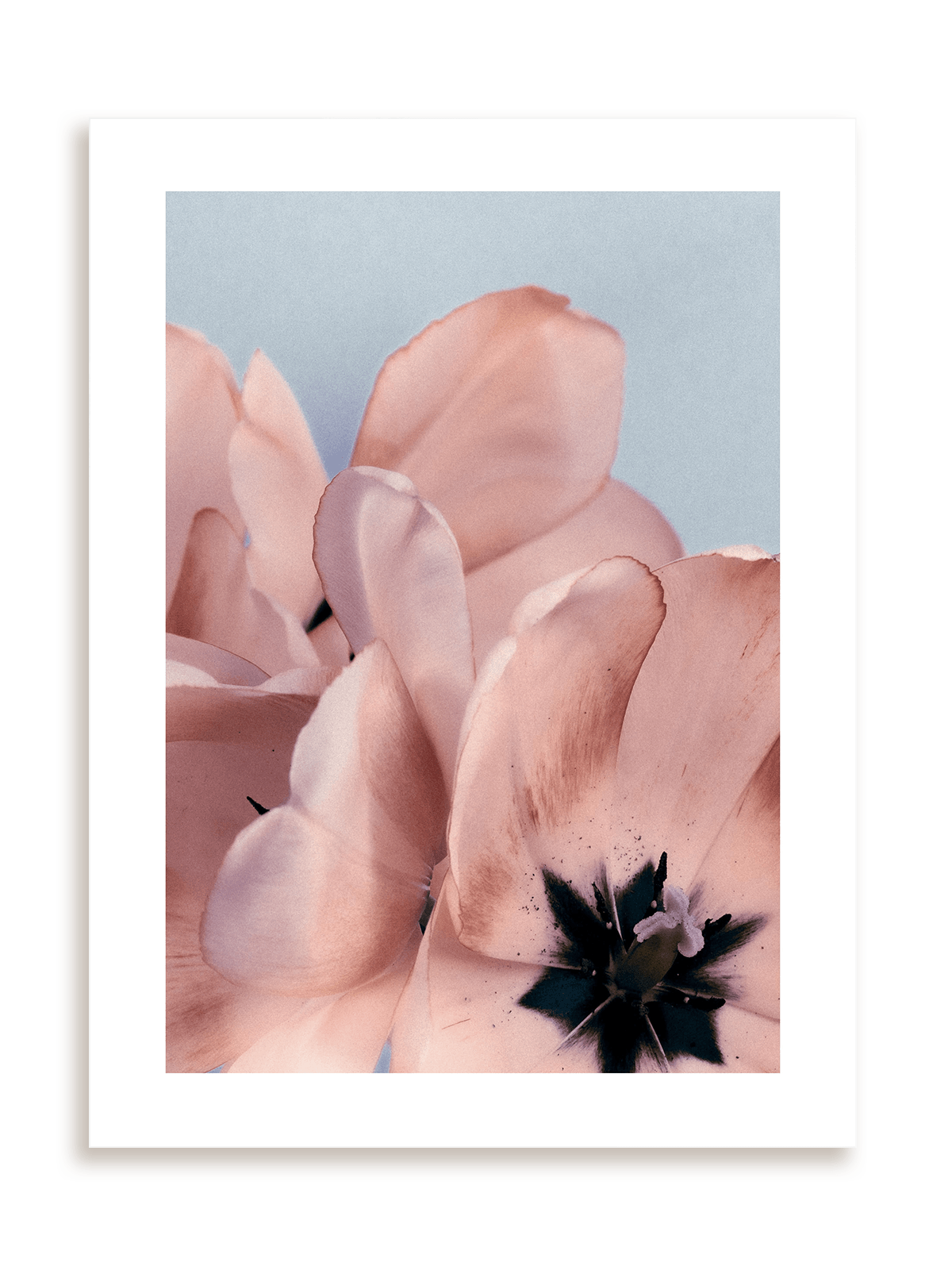 Plakat Kwiatowe ombre II bez ramy