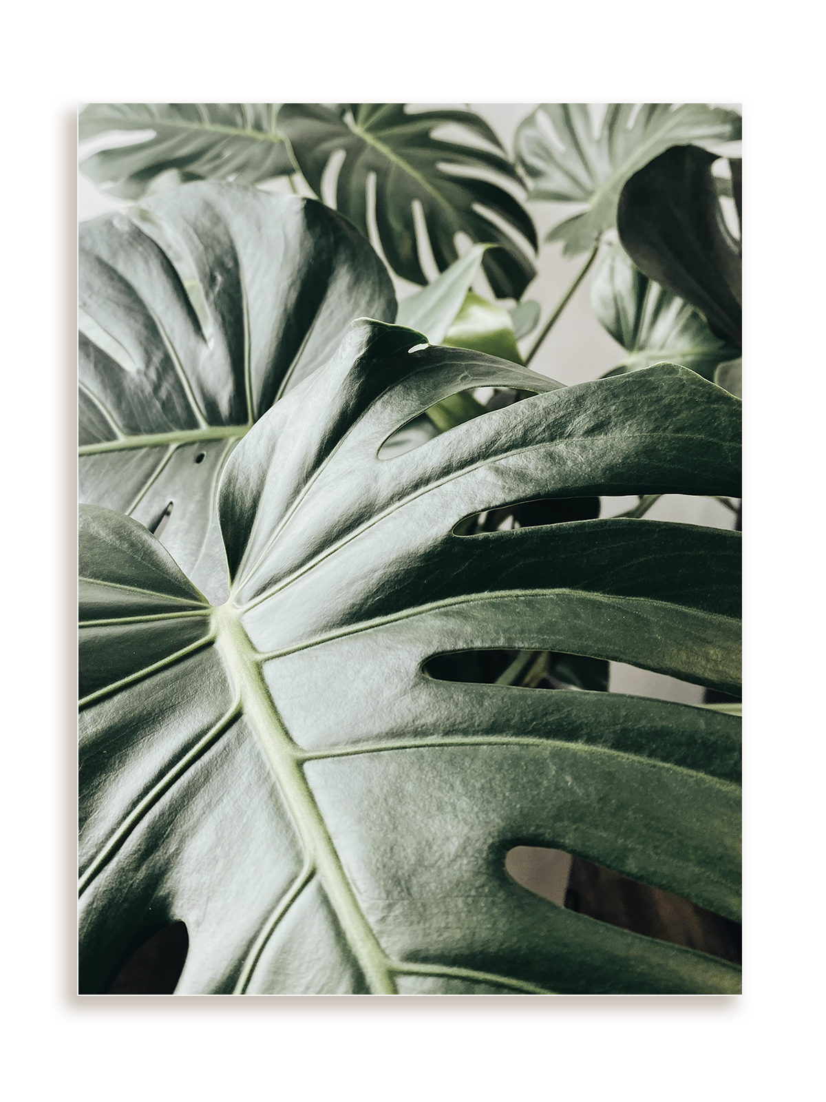 Plakat Kolejna monstera bez ramy