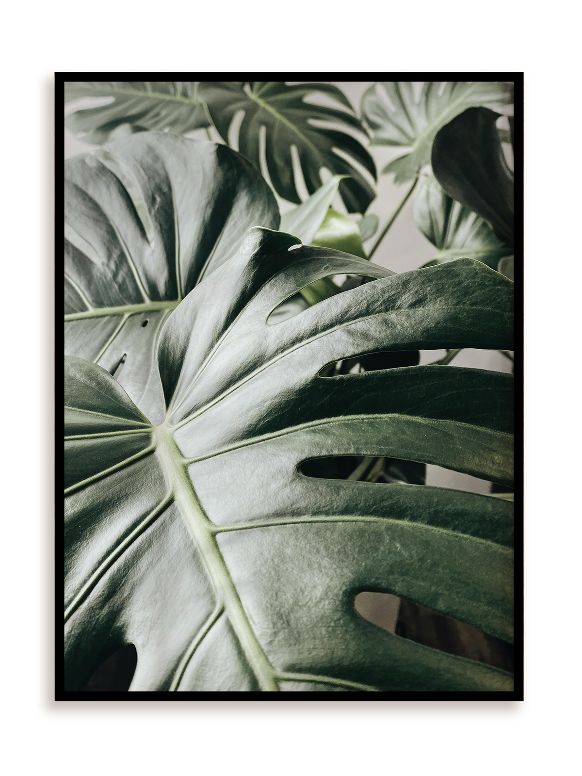 Plakat Kolejna monstera w ramie aluminiowej
