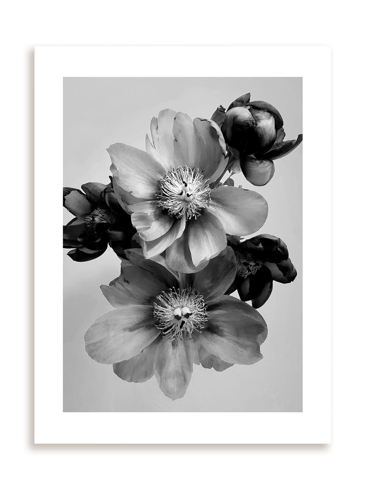 Plakat Kwiaty w monochromie III bez ramy