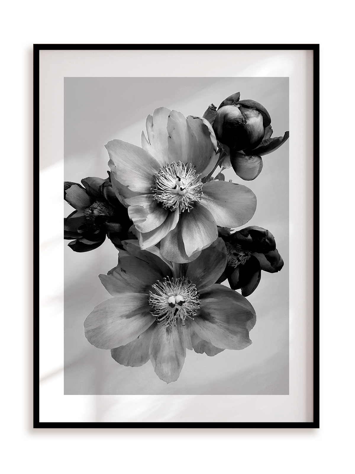 Plakat Kwiaty w monochromie III w ramie aluminiowej