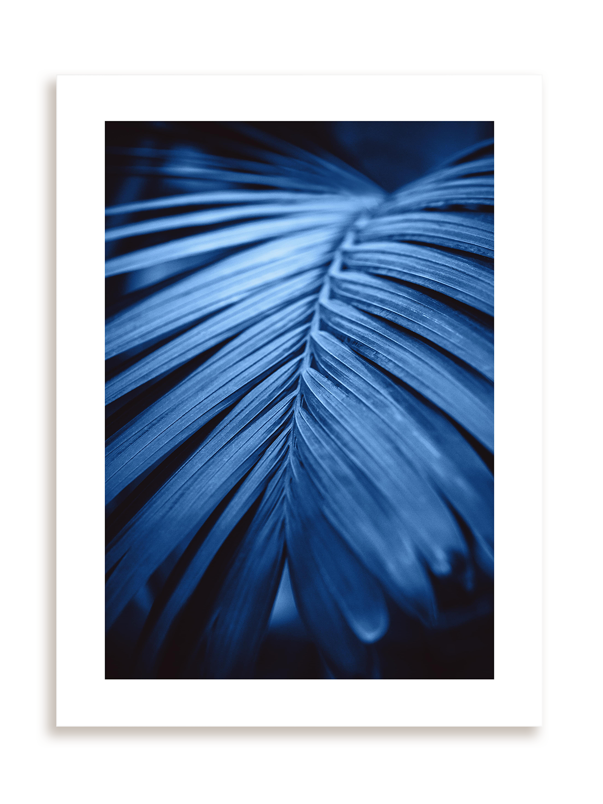 Plakat Blue palm bez ramy