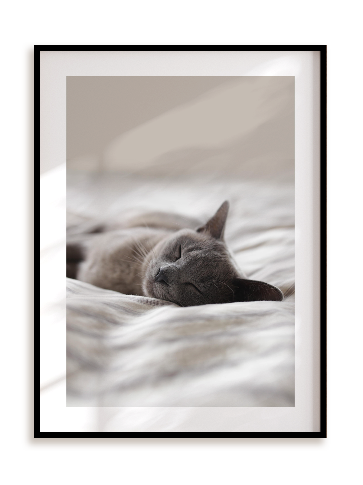Plakat Kocia drzemka w ramie aluminiowej