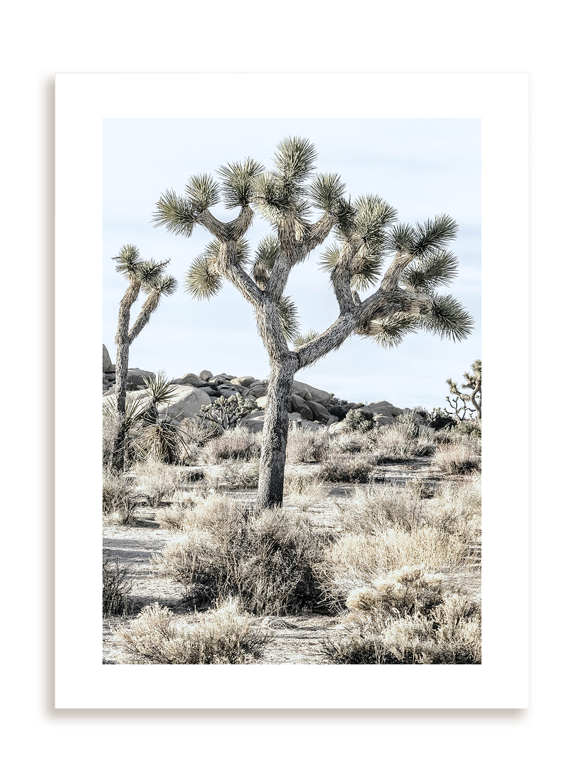 Plakat Joshua Tree bez ramy