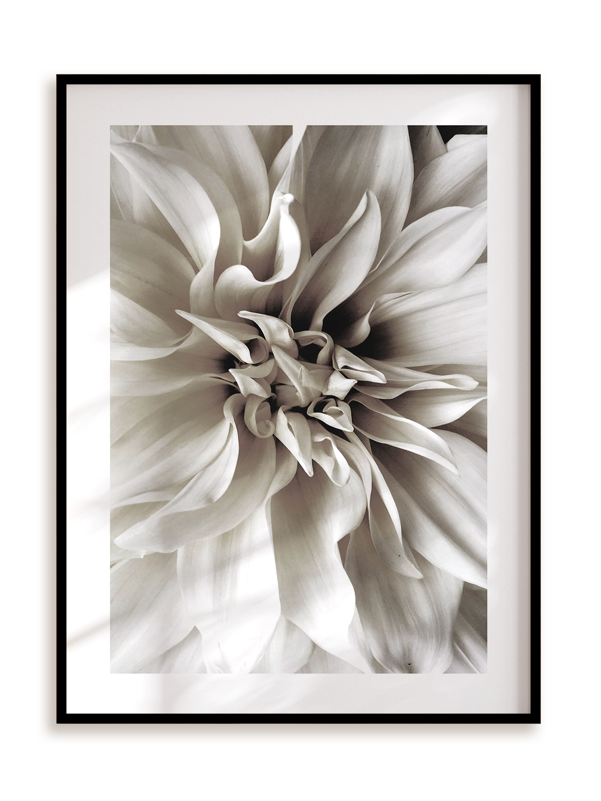 Plakat Królowa Dahlia w ramie aluminiowej