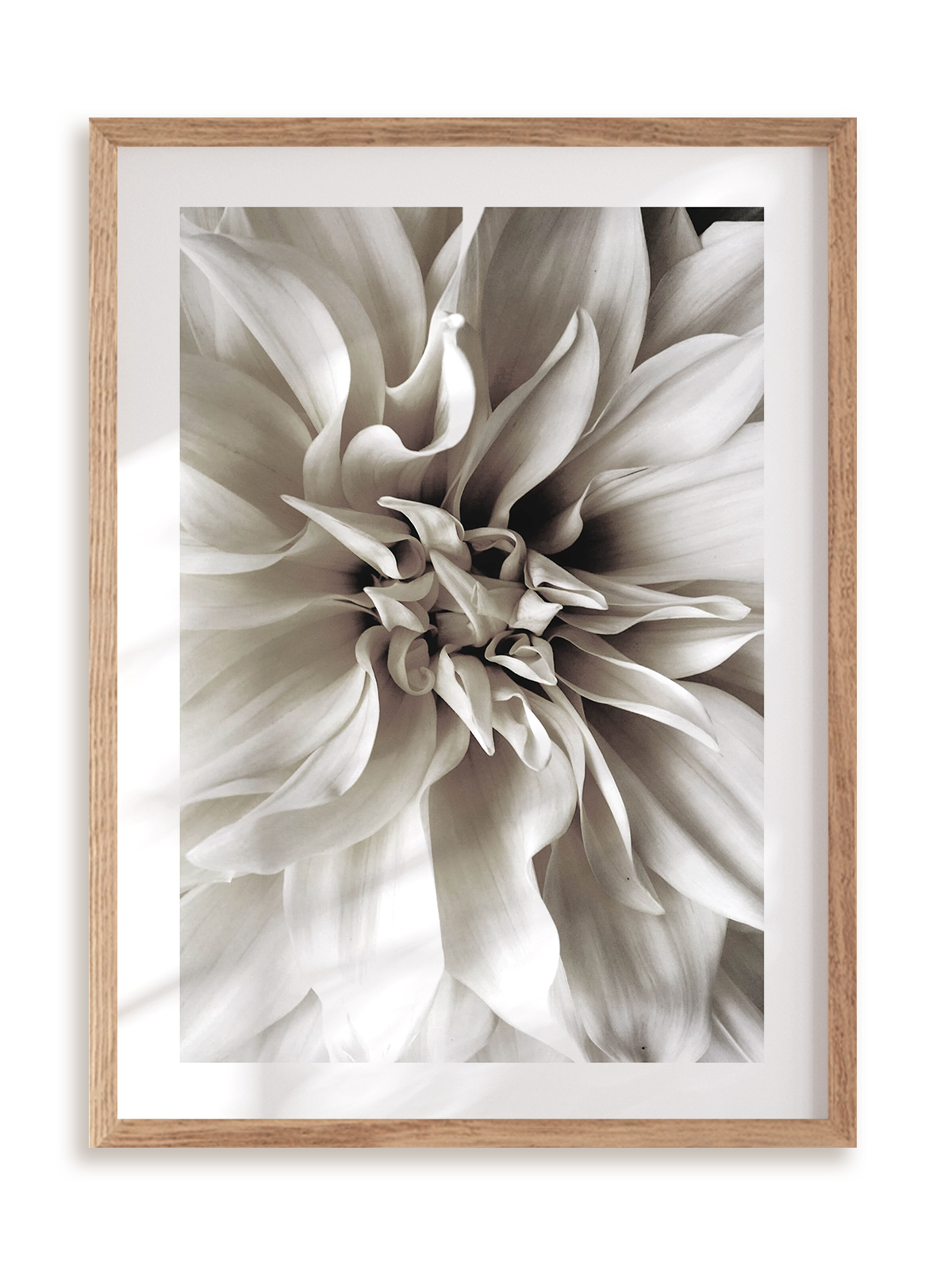 Plakat Królowa Dahlia w ramie drewnianej