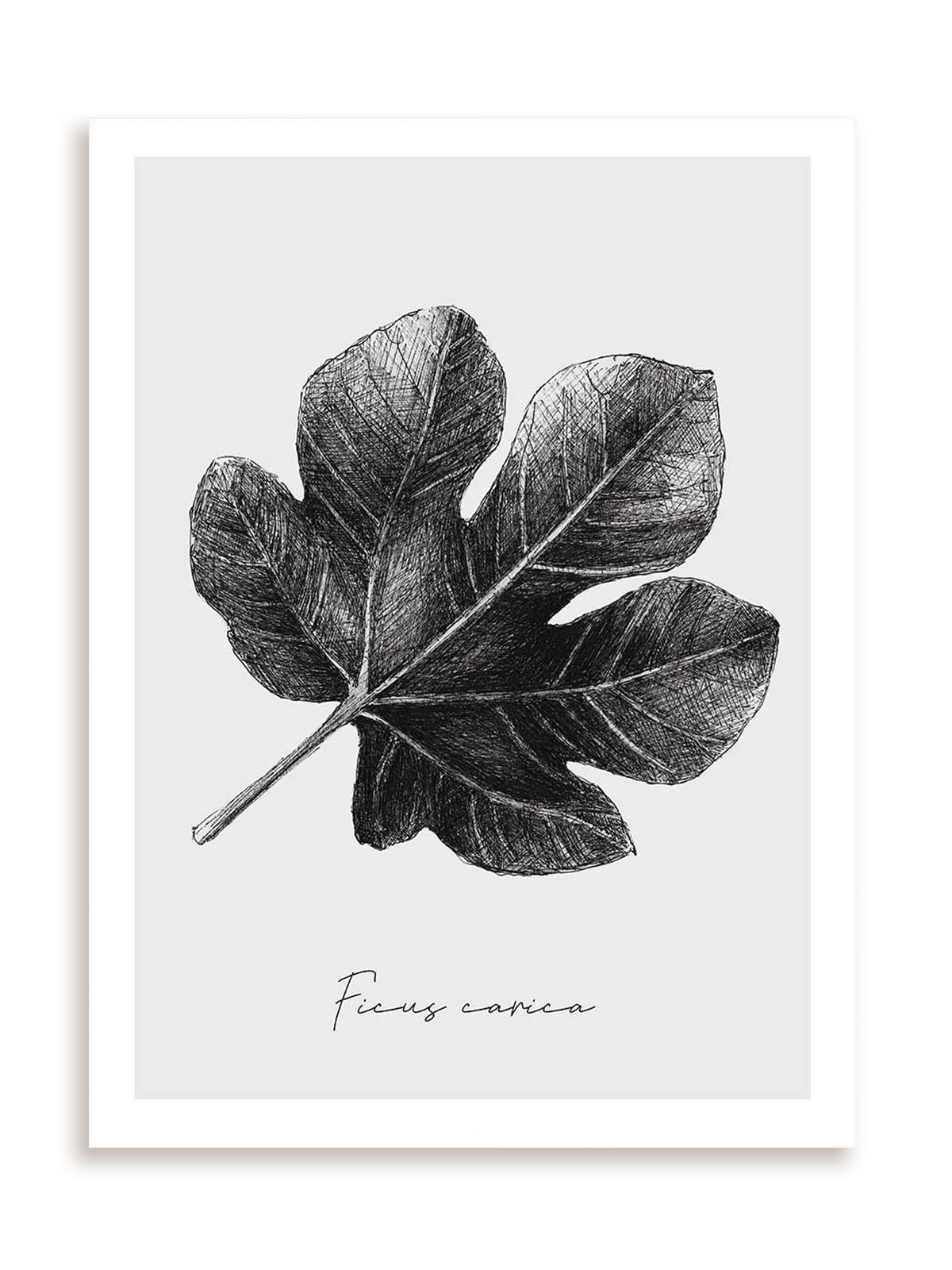 Plakat Ficus carica bez ramy