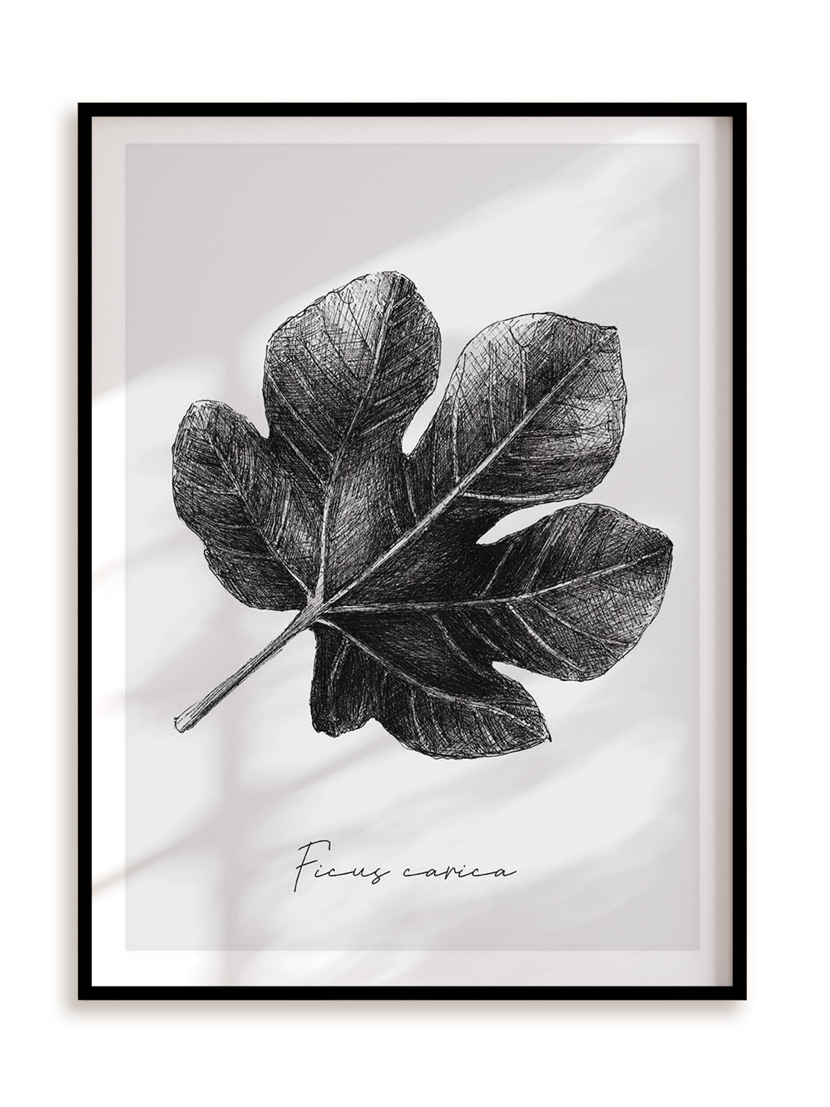 Plakat Ficus carica w ramie aluminiowej