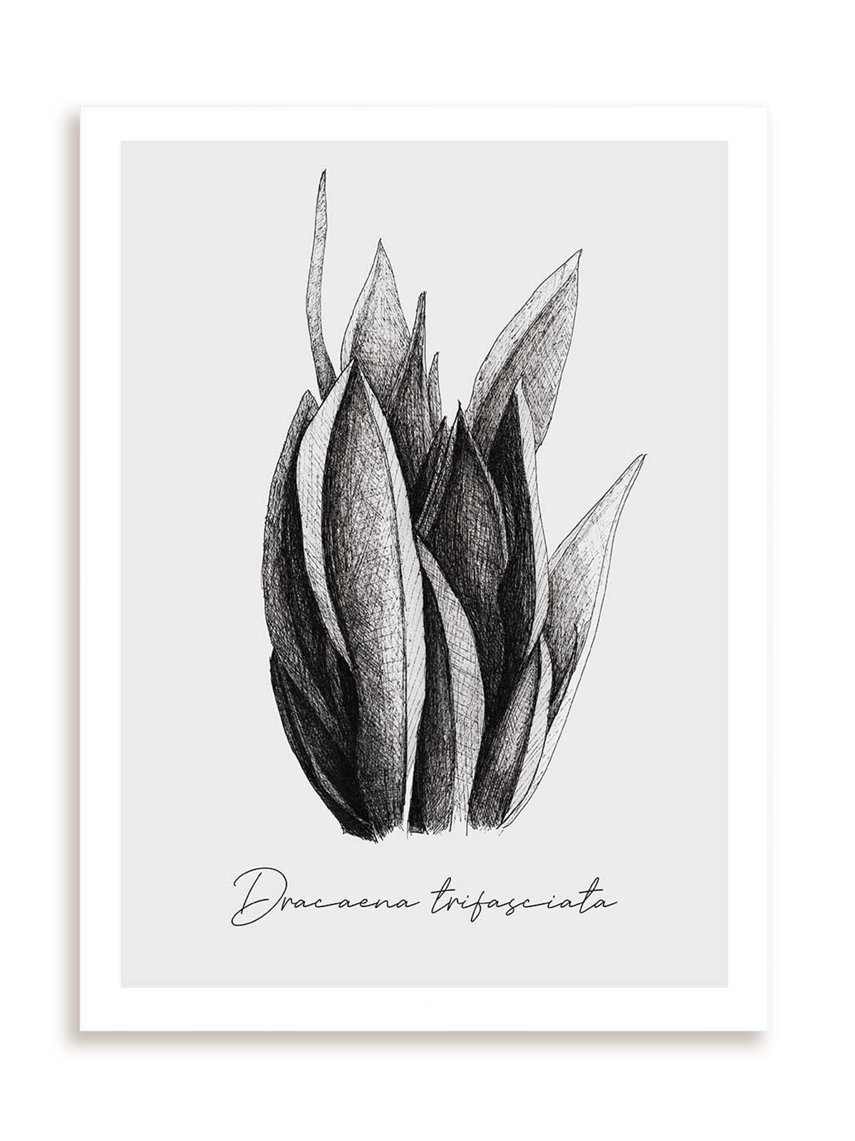 Plakat Dracaena trifasciata bez ramy
