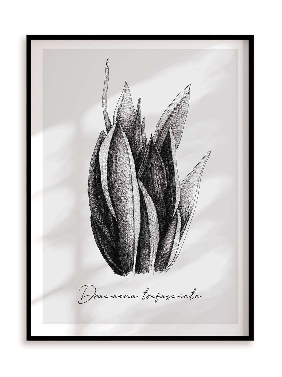 Plakat Dracaena trifasciata w ramie aluminiowej