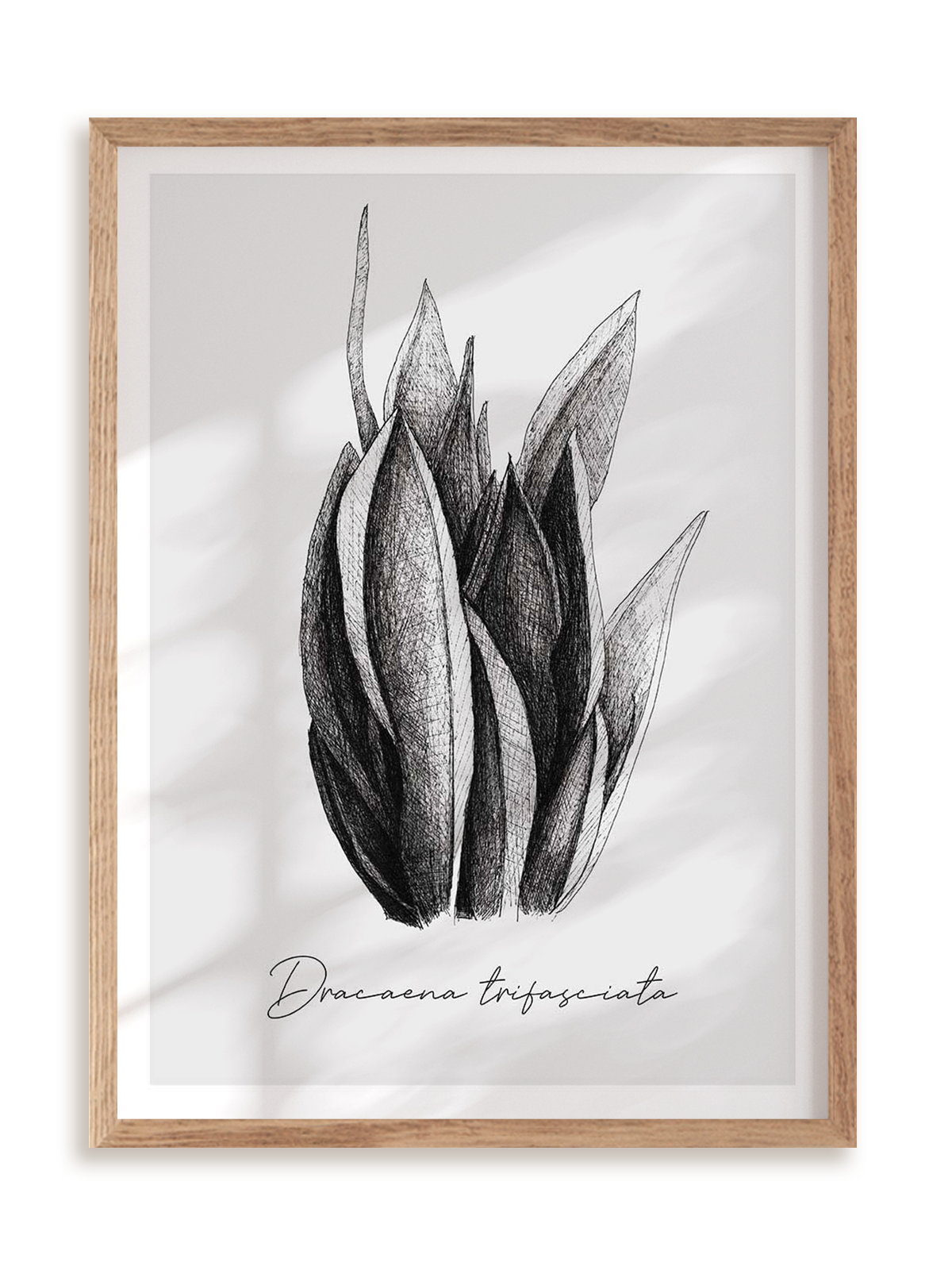 Plakat Dracaena trifasciata w ramie drewnianej
