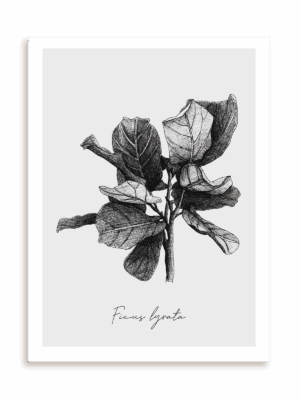 Plakat Ficus lyrata bez ramy