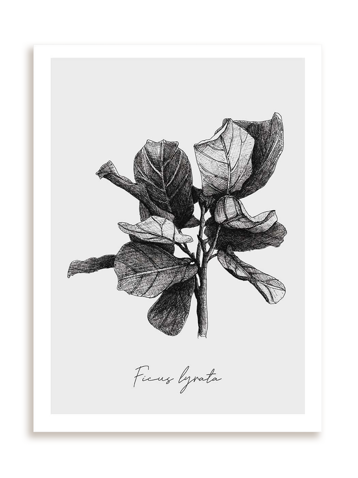 Plakat Ficus lyrata bez ramy