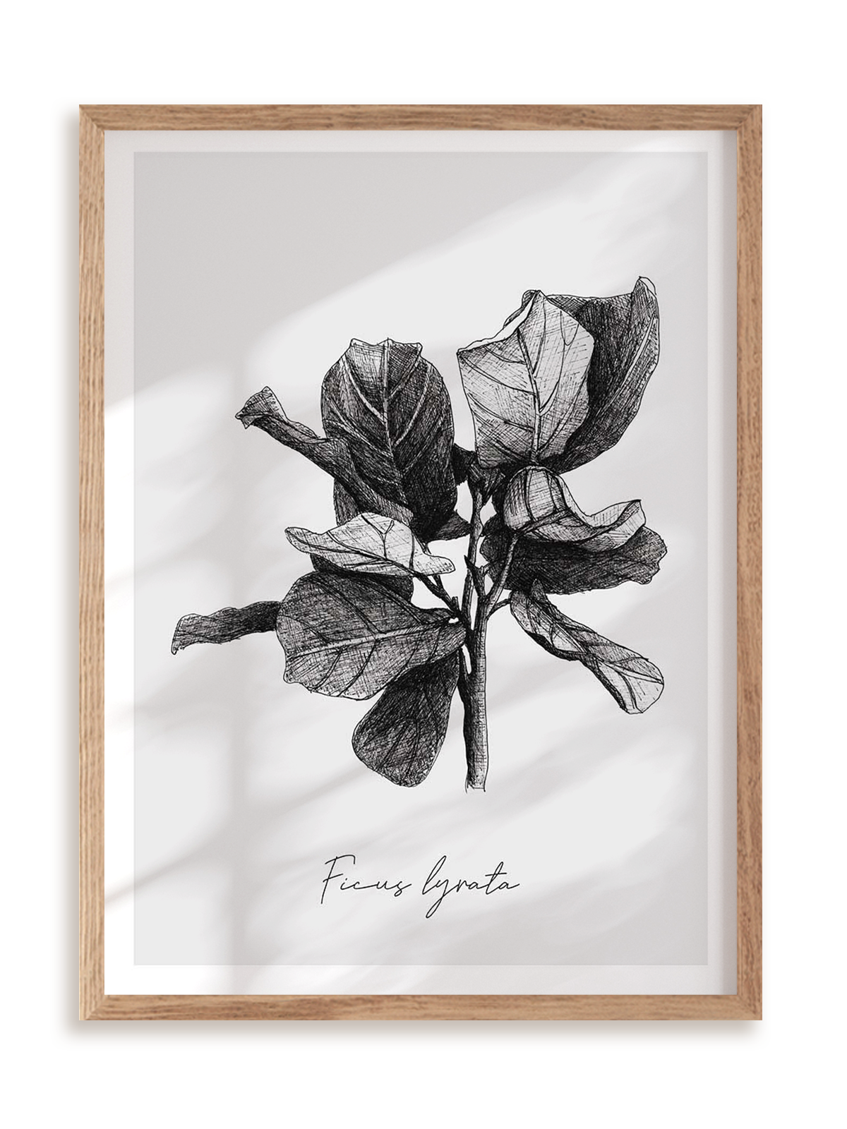 Plakat Ficus lyrata w ramie drewnianej