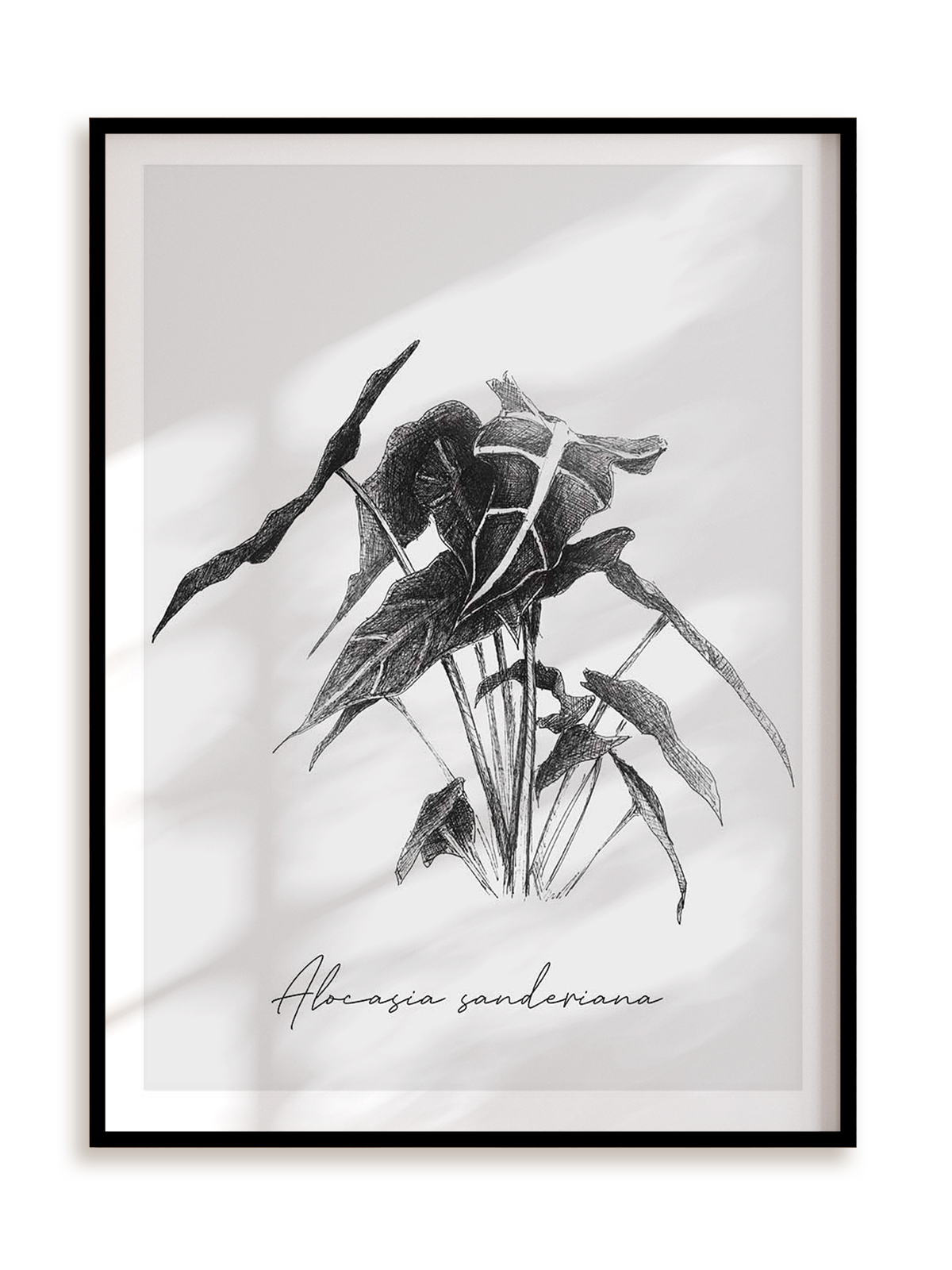 Plakat Alocasia sanderiana w ramie aluminiowej