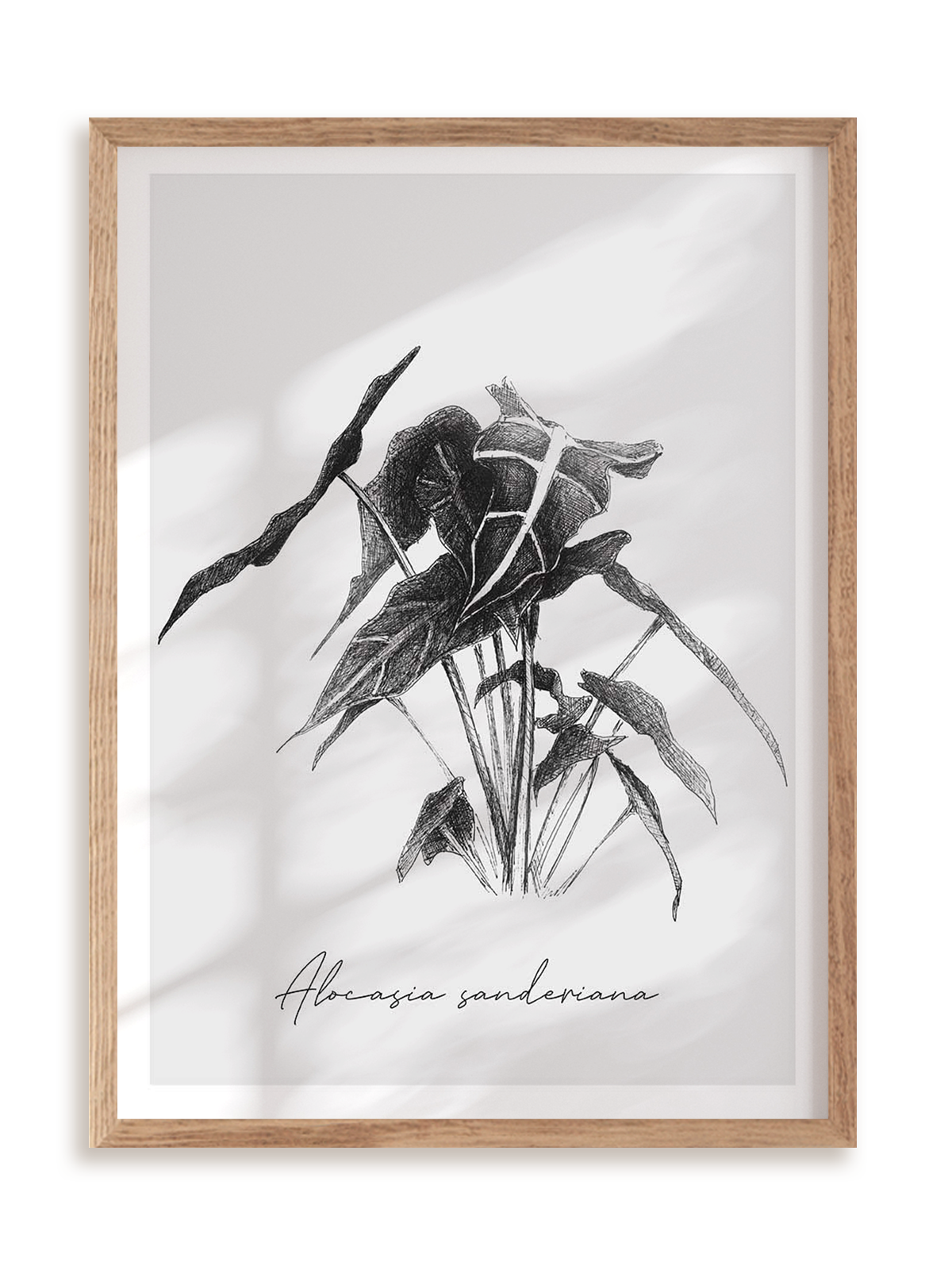 Plakat Alocasia sanderiana w ramie drewnianej