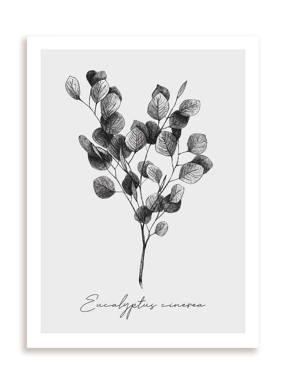 Plakat Eucalyptus cinerea bez ramy