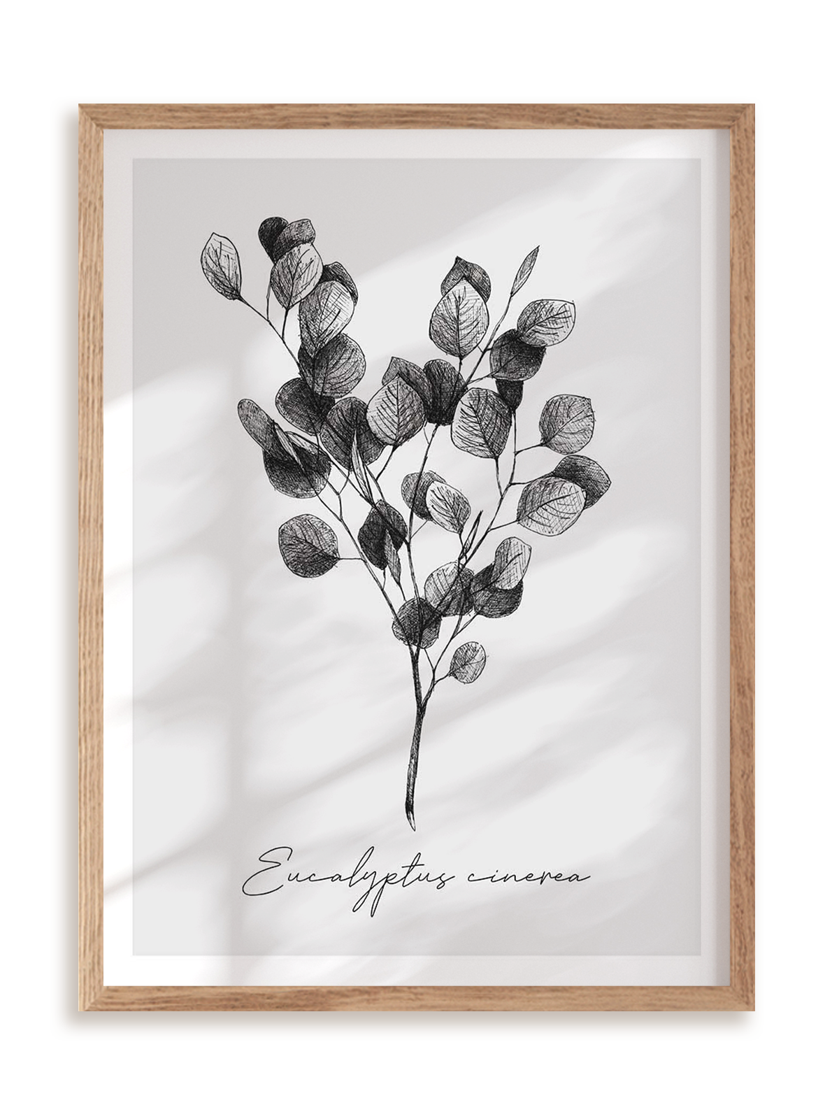 Plakat Eucalyptus cinerea w ramie drewnianej