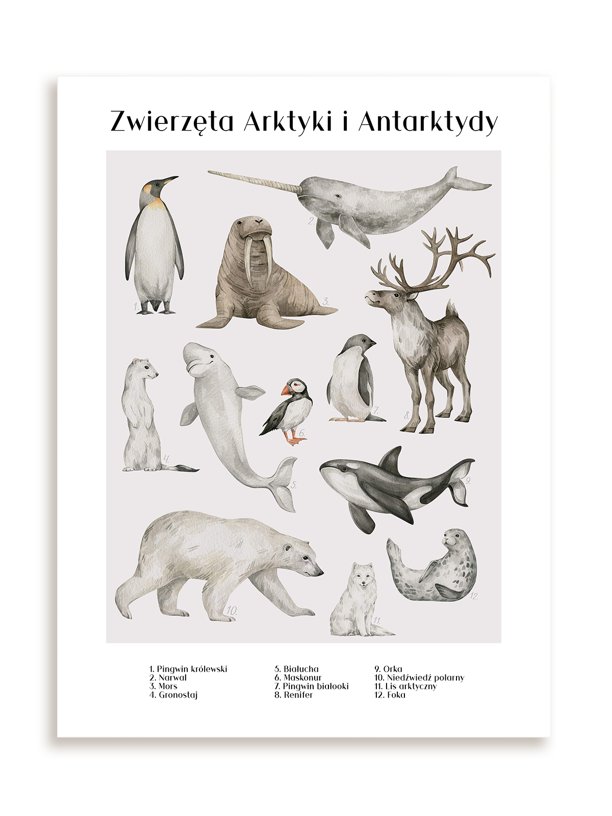 Plakat Zwierzęta Arktyki i Antarktydy bez ramy