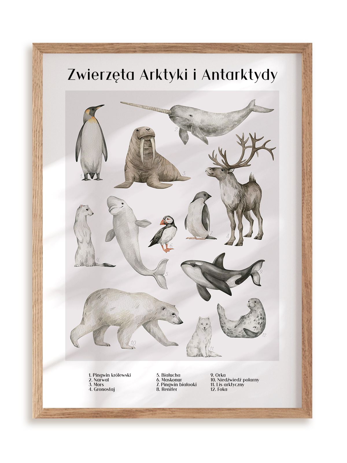 Plakat Zwierzęta Arktyki i Antarktydy w ramie drewnianej
