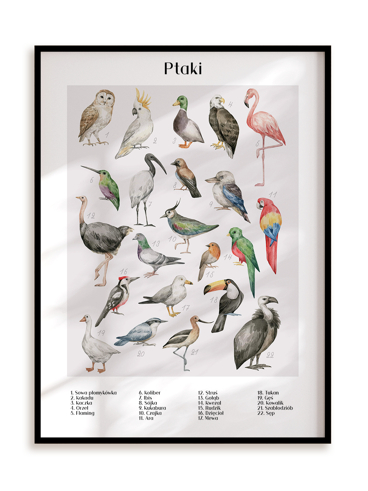 Plakat Gatunki ptaków w ramie aluminiowej