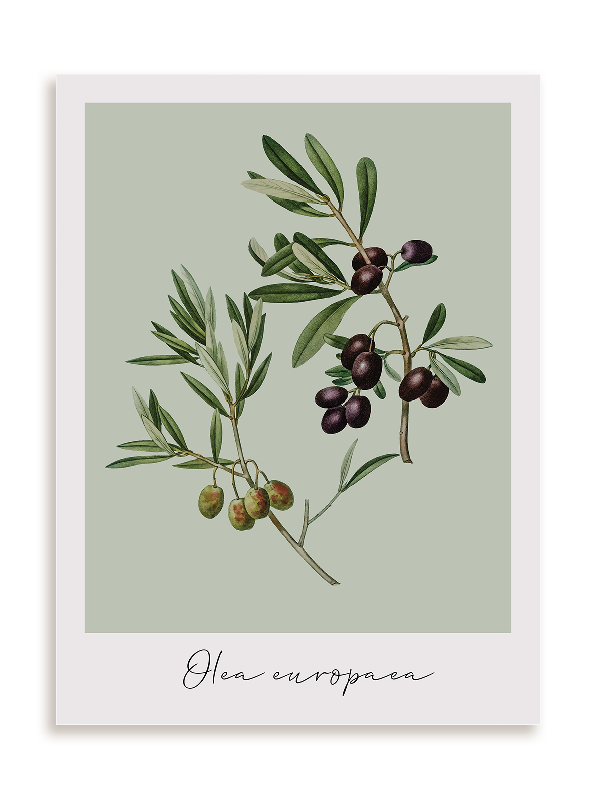 Plakat Olea europaea bez ramy
