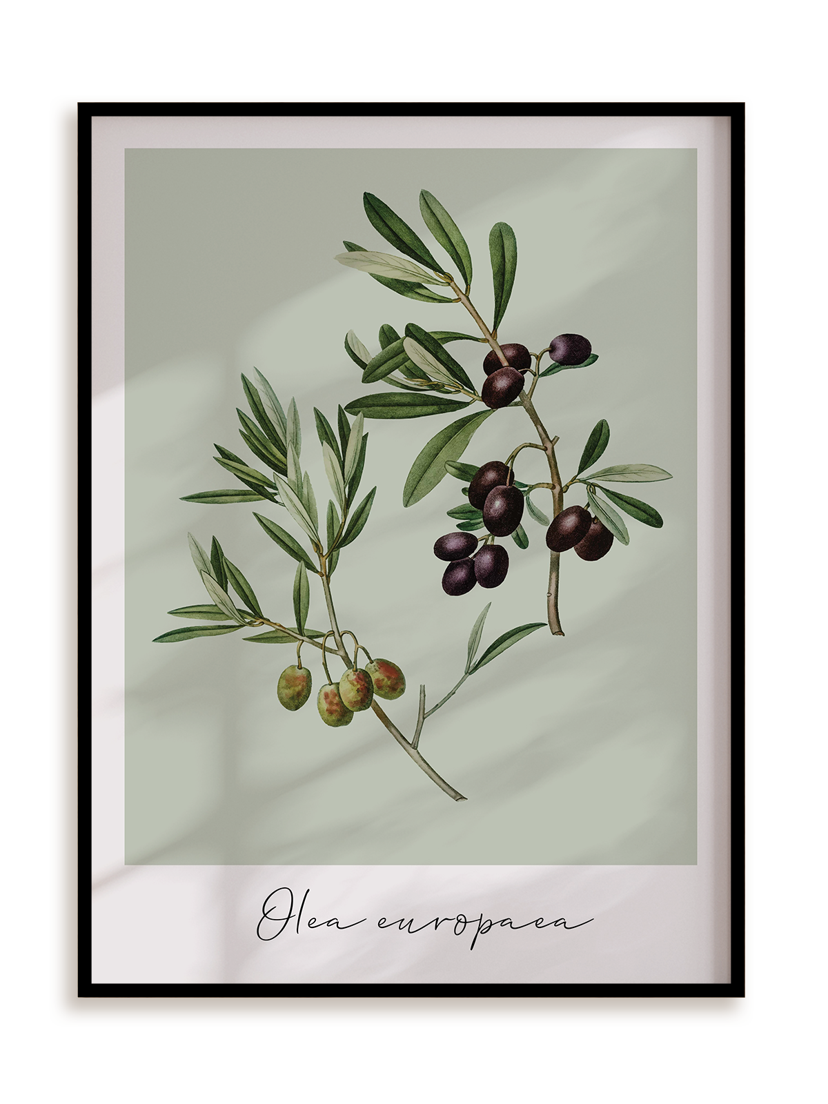 Plakat Olea europaea w ramie aluminiowej
