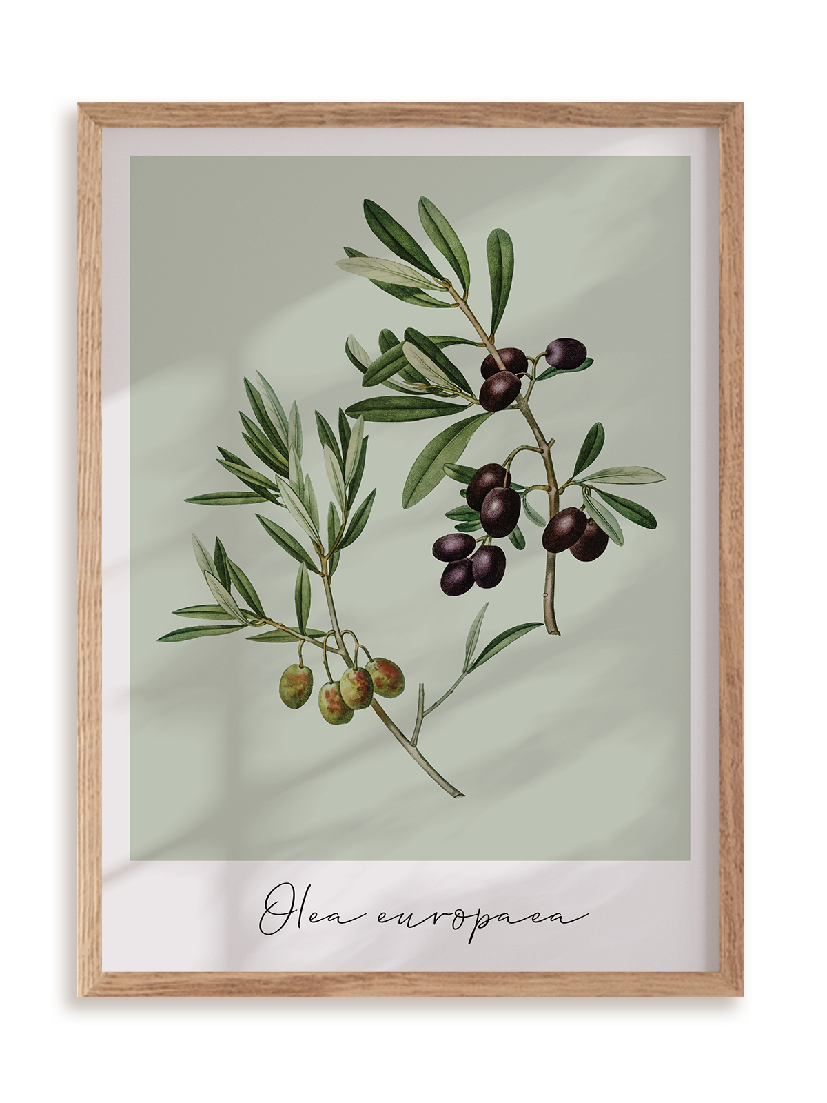 Plakat Olea europaea w ramie drewnianej