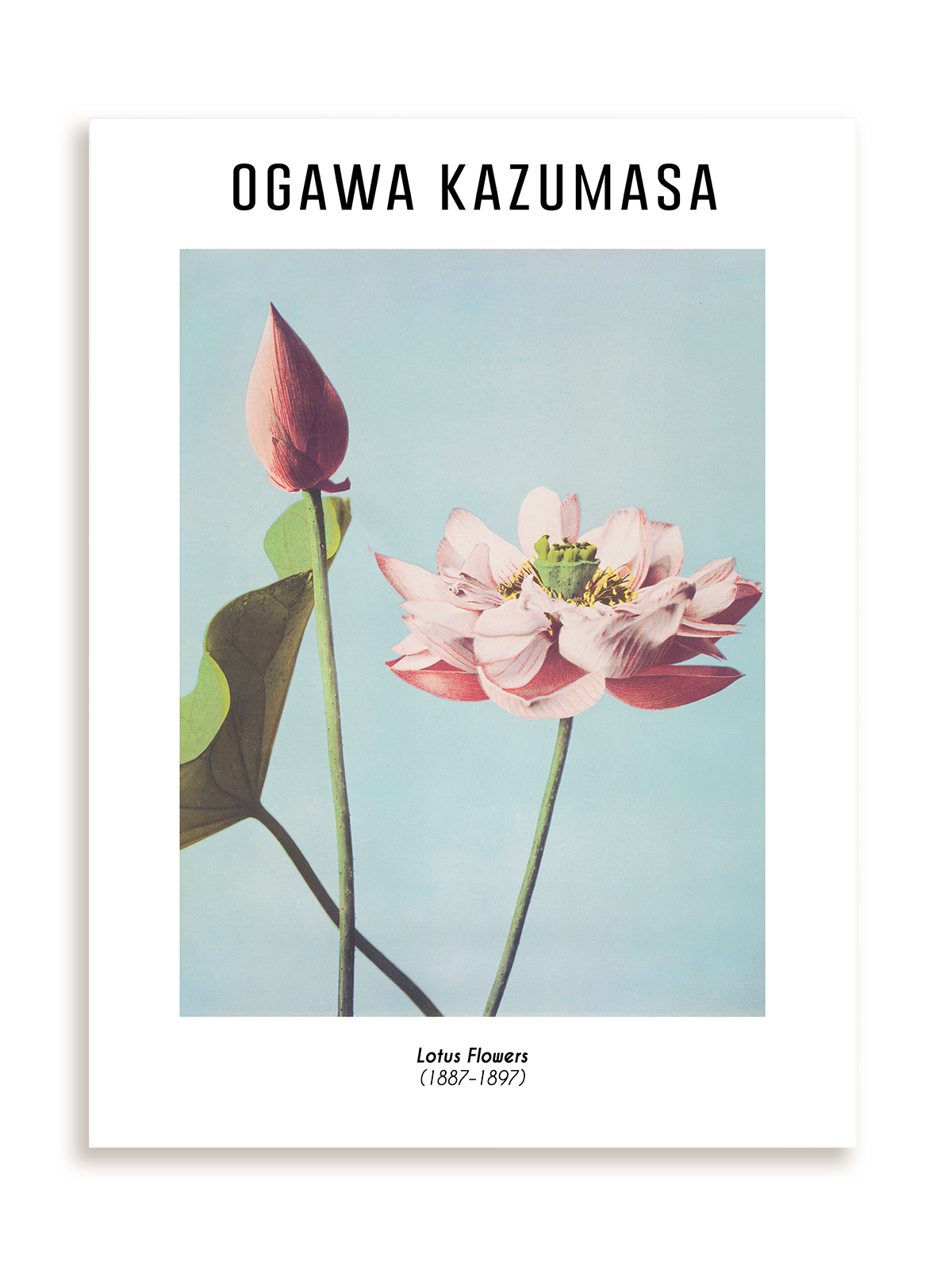 Plakat Ogawa Kazumasa - Lotus Flowers (1887-1897) bez ramy