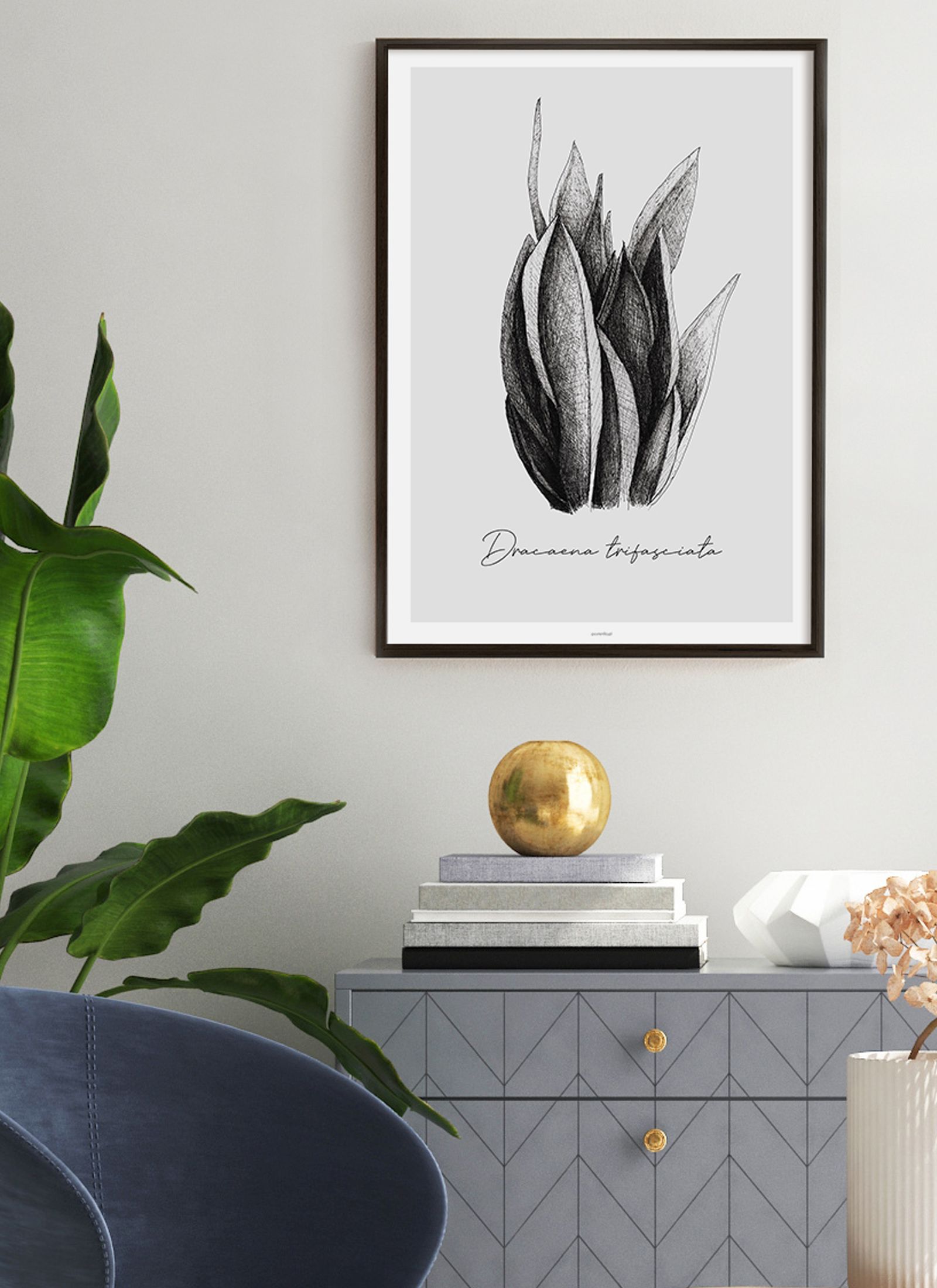 Plakat Dracaena trifasciata bez ramy - obrazek 2