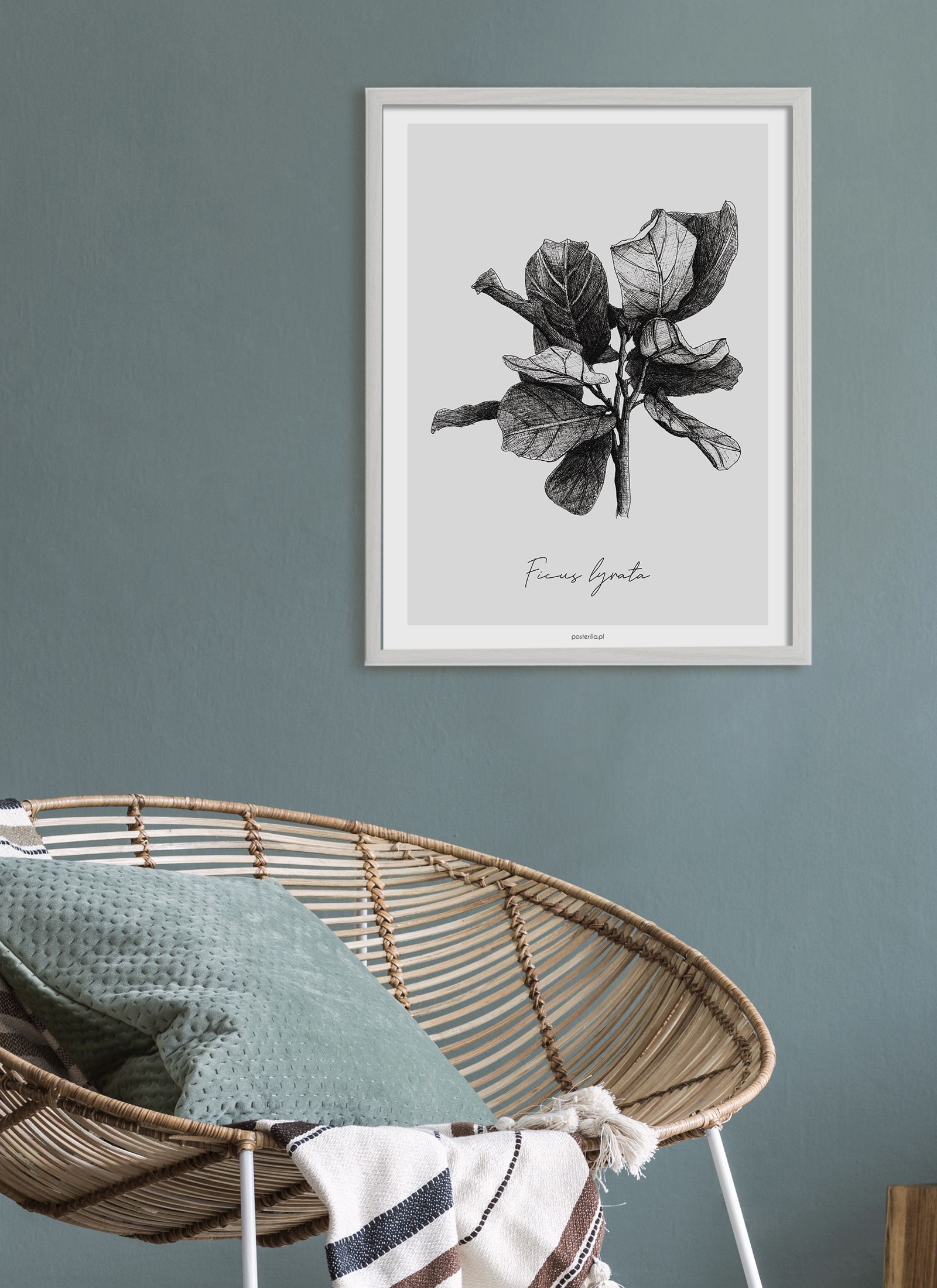 Plakat Ficus lyrata bez ramy - obrazek 2