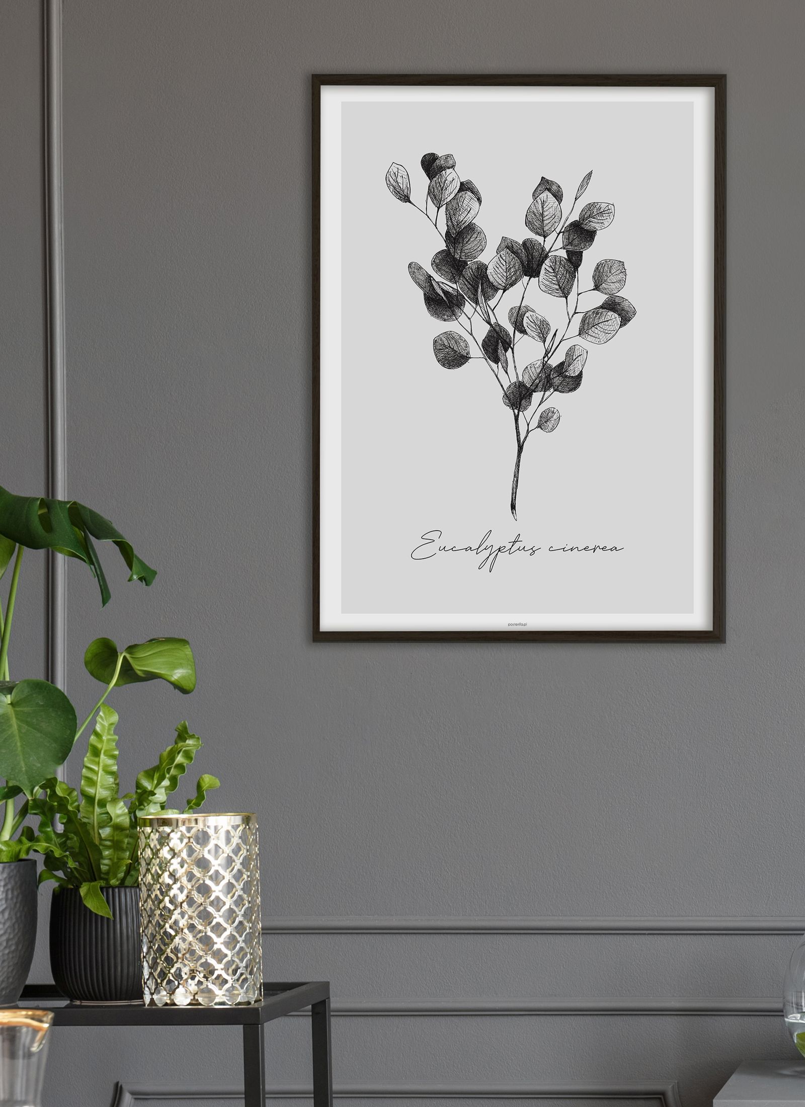 Plakat Eucalyptus cinerea bez ramy - obrazek 2
